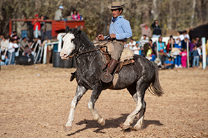 Reitart Western