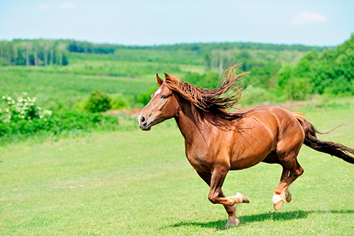 Warmblüter: Eigenschaften und Talente