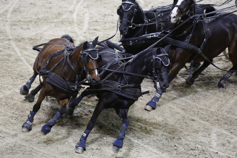 Mit zwei und vier PS bei der Baltic Horse Show