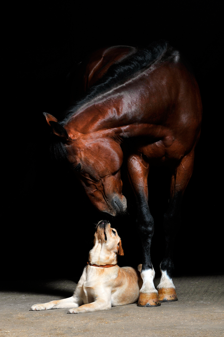 Bodenarbeit mit dem Pferd