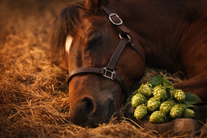 Hopfen für Pferde – entspanntes Pferd neben frischen Hopfenzapfen als beruhigende Kräuter