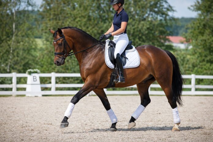 Übungen für einen starken Pferderücken – Dressurpferd arbeitet aktiv über den Rücken im Reitplatztraining